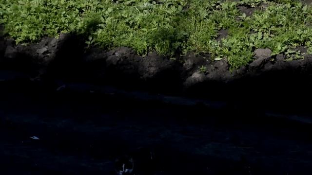 Шустрый кот-поймал ласточку смотреть онлайн