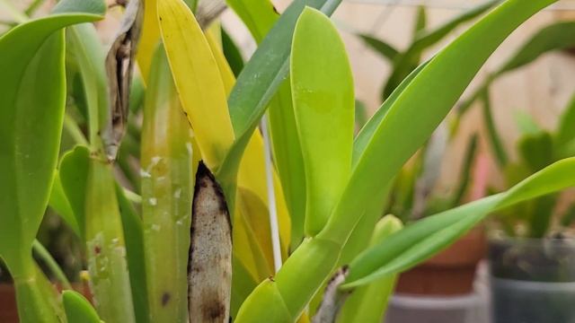 Как могут цвести орхидеи Каттлея. Чехлы у Каттлеи из двух вегетативных сезонов. смотреть онлайн