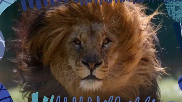 "Дивовижний зоопарк" для дітей середньої групи, вихователь Оксана Дудка, м. Бахмут смотреть онлайн