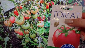 Посадила 1 раз Этот Сорт ТОМАТОВ, Теперь Сажаю Ежегодно, Его Сметают Пачками, ФАВОРИТ Среди Томатов