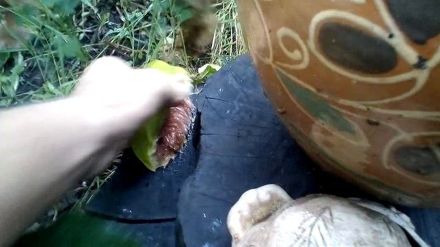 Инжир Долматский. Первый урожай 2019. смотреть онлайн