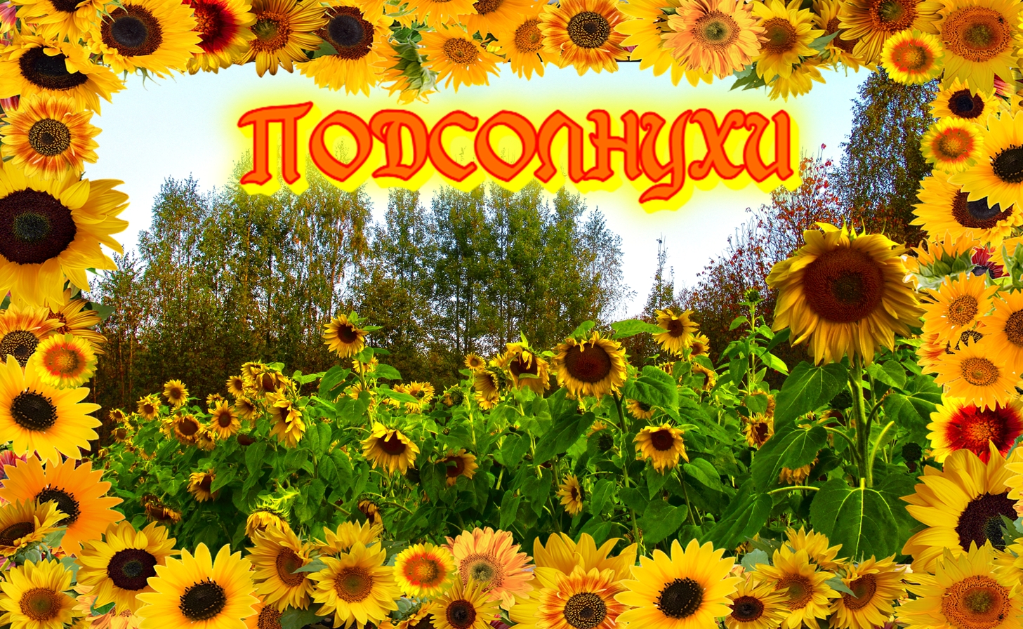 Подсолнухи.