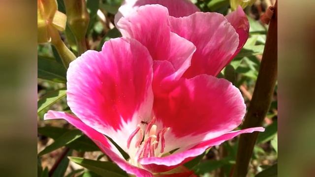 ГОДЕЦИЯ (GODETIA)