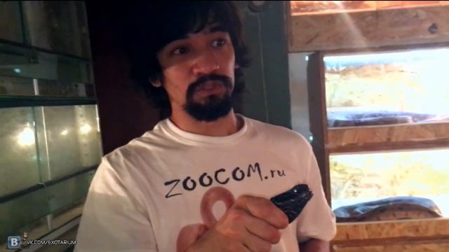 Дойка чёрной кобры. Black cobra venom extraction смотреть онлайн