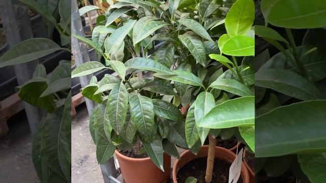 Обзор 13 июля. Мандарины/ клементины смотреть онлайн