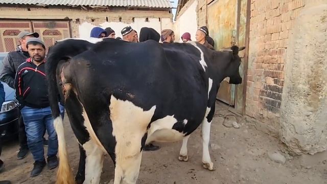 Исфара Сурх Молбозор 30 литр шир ? ? МОЛБОЗОР МИРЗО