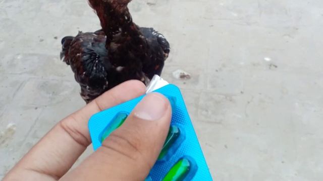 Use of Evion 200 mg for Aseel and chicken. Aseel best molting. Best kureez karwain. смотреть онлайн