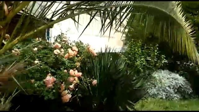 СОЧИ Рассказ о цветах. смотреть онлайн