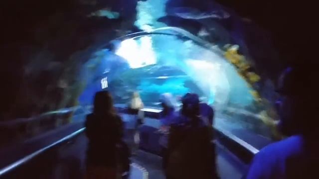 Aquaria KLCC Underwater Aquarium in Suria KLCC Mall Kuala Lumpur Malaysia смотреть онлайн