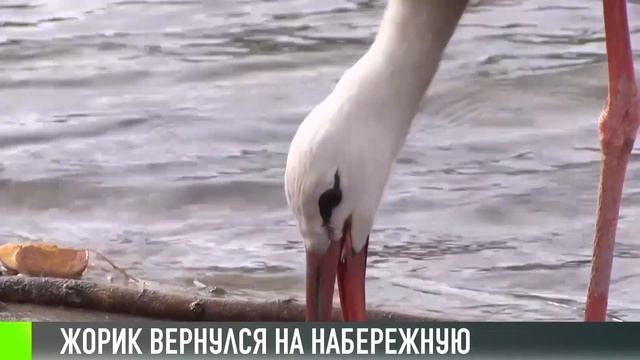Рыбницкий аист Жорик сбежал из дома смотреть онлайн