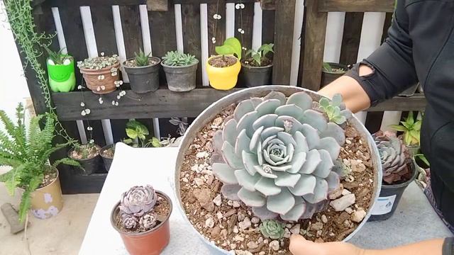 CÓMO CUIDAR LA ECHEVERIA AZULITA! 😊 SUCULENTA PROLIFICA😊 смотреть онлайн