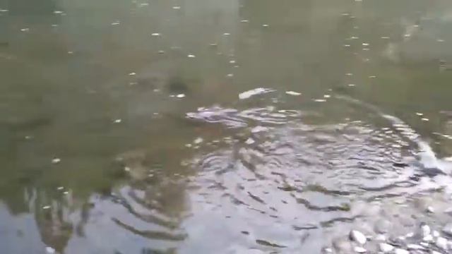 Форель. Татарів 2017. смотреть онлайн