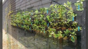 Вертикальные грядки для клубники своими руками. Высокие грядки. Идеи выращивания клубники на даче