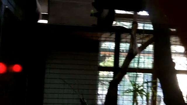 młoda gereza angolańska | young angola colobus смотреть онлайн