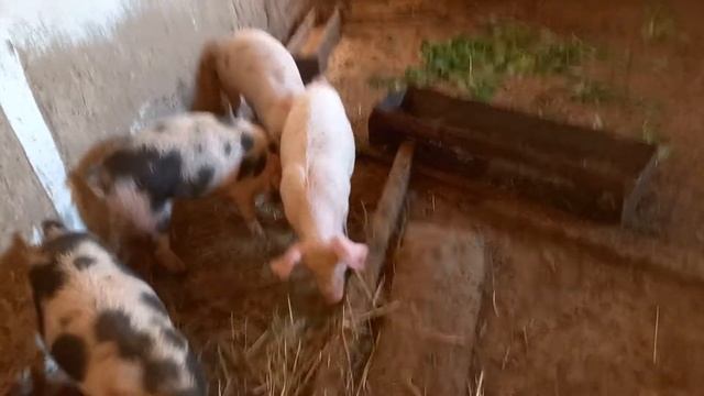 кормление поросят,жизнь на даче смотреть онлайн