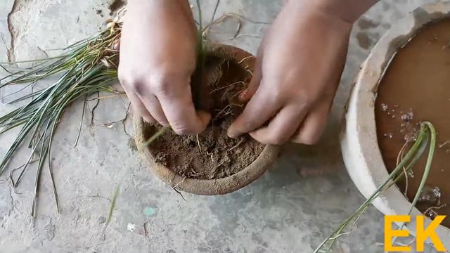 Grow White Rain / Zephyranthes Lily in a Pot from Bulb at Home смотреть онлайн