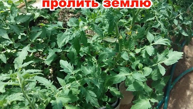 СЕКРЕТИК ПОЛИВА ТОМАТОВ | КАК ПРАВИЛЬНО ПОЛИВАТЬ ТОМАТЫ смотреть онлайн