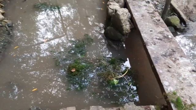 Пироги  с котятами, ночной  праздник  в горах Альбурни.