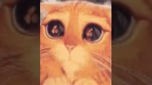 Кот офигел с большими глазами смотреть онлайн