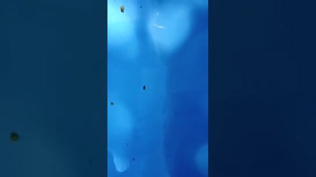 Zeron Pool Paint Problem смотреть онлайн