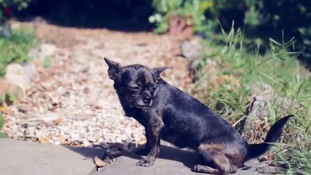 Сравнение: Породы собак - Йорк терьер и Чихуахуа. Gwadawa. смотреть онлайн