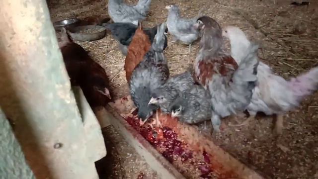 Моя птица.Голошейки подросли🌺 смотреть онлайн