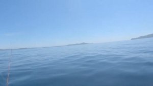 Ловим СИМУ | теряем удочки!!!