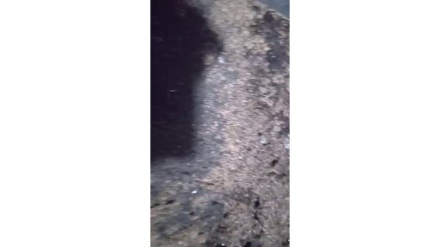 Готовлю землю и пересаживаю эустому. смотреть онлайн
