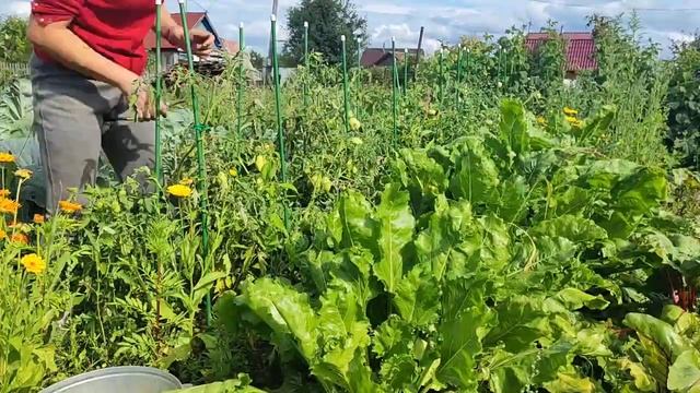 Урожай на даче/Начала убирать лук#влог#сибирь#дача#огород#томаты#лук смотреть онлайн