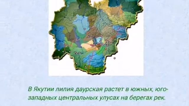 Растение Красной книги Лилия даурская - Сардаана смотреть онлайн