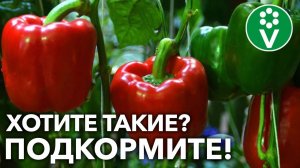 ПОДКОРМИТЕ ЭТИМ ВАШИ ПЕРЦЫ – И начало осени ТОЧНО порадует вас обилием урожая!
