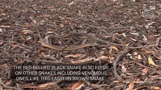 Red-bellied black snake, a big venomous snake fom Australia смотреть онлайн