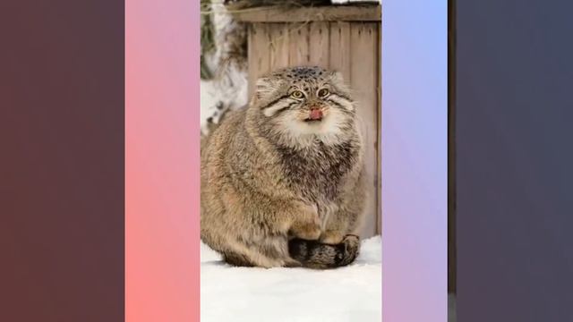 У кота замёрзли лапки.Хорошо что у него тёплый хвост смотреть онлайн