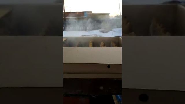 Холодное копчение окуня!!! Просто как никогда!!! смотреть онлайн