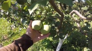 Груша Детская(клон дюшеса летнего) и груша Мраморная.Груши осеннего срока созревания.