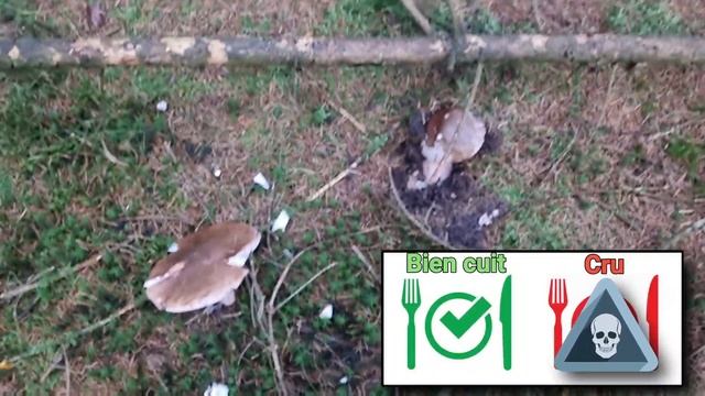 La fin des cèpes ? Nouvelle pousse ? 10 champignons expliqués en sortie. смотреть онлайн