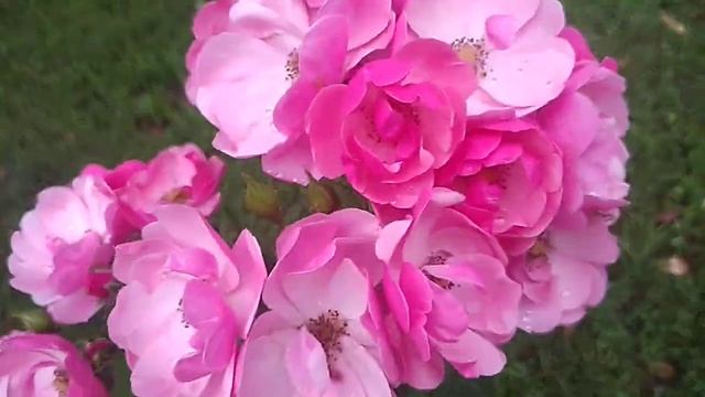 Цветение Роз Клер Роуз ,Концерто , Джульетта