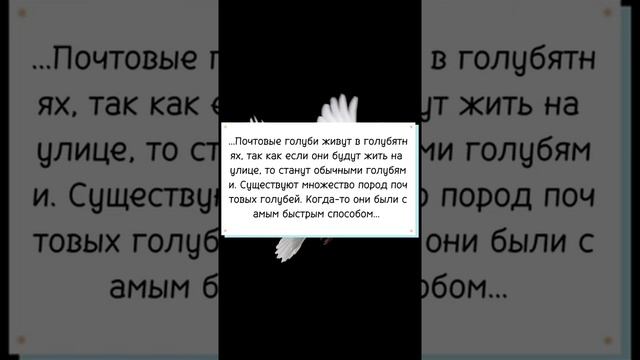 Виды голубей | Почтовый голубь смотреть онлайн