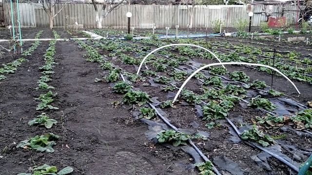 КЛУБНИКА ОБРАБОТКА ВЕСНОЙ ОТ ВРЕДИТЕЛЕЙ смотреть онлайн