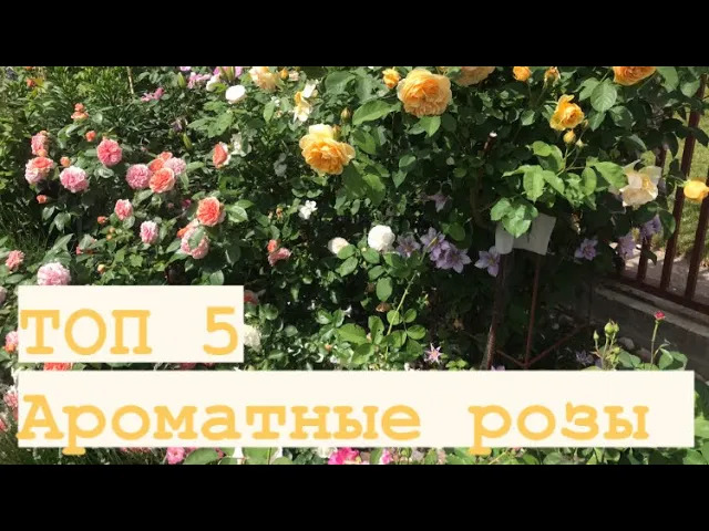 ТОП 5 ароматных роз в саду ?.mp4 смотреть онлайн