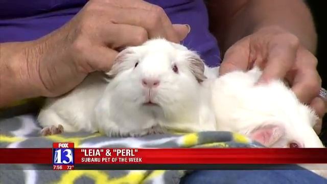 Leia and Perl смотреть онлайн