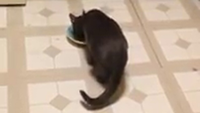 кот впервые пробует макароны с сыром смотреть онлайн