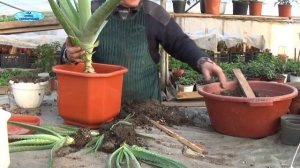РАССАЖИВАНИЕ АЛОЭ ВЕРА-ВЗРОСЛОЕ РАСТЕНИЕ И ДЕТКИ, КАК ПРАВИЛЬНО ИХ РАССАДИТЬ.