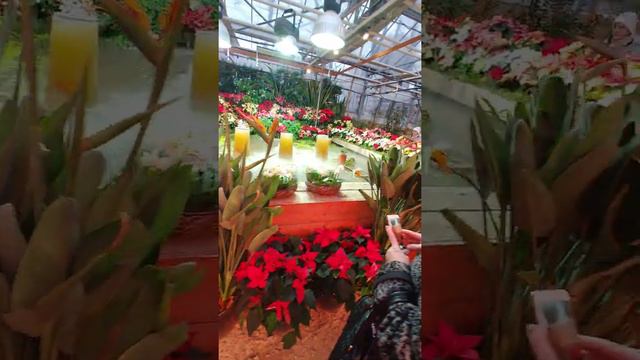 В оранжерее "Аптекарского огорода" смотреть онлайн