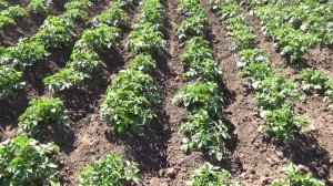 Деготь против колорадского жука.