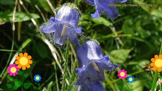 Колокольчик бородатый. Краткий обзор, описание характеристик, где купить campanula barbata смотреть онлайн