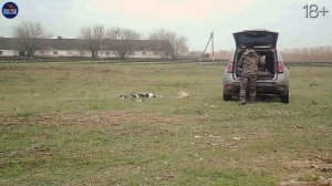 ВОЛЧЬЯ СТАЯ КОШМАРИТ ЖИВОТНЫХ и ЛЮДЕЙ! ОХОТНИК на ВОЛКА не ДРЕМЛЕТ!