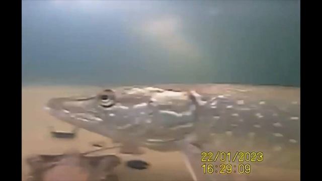 Подводный мир водоёма Хищник в КЛЁВой Усадьбе смотреть онлайн