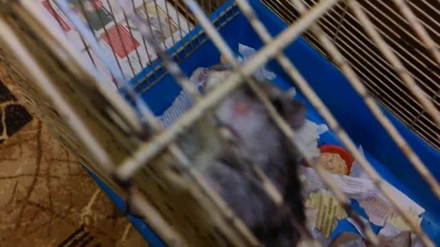 Test моей новенькой видео камерки,Rekam DVC-540! смотреть онлайн