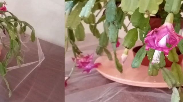 Мои комнатные растения. смотреть онлайн